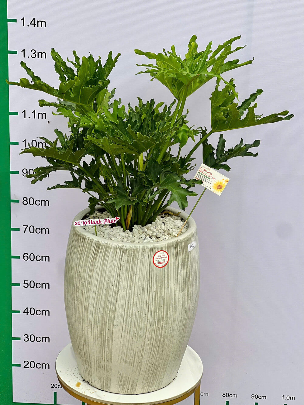 Cây Trầu Bà Thanh Xuân Chậu Gốm Vân Đá