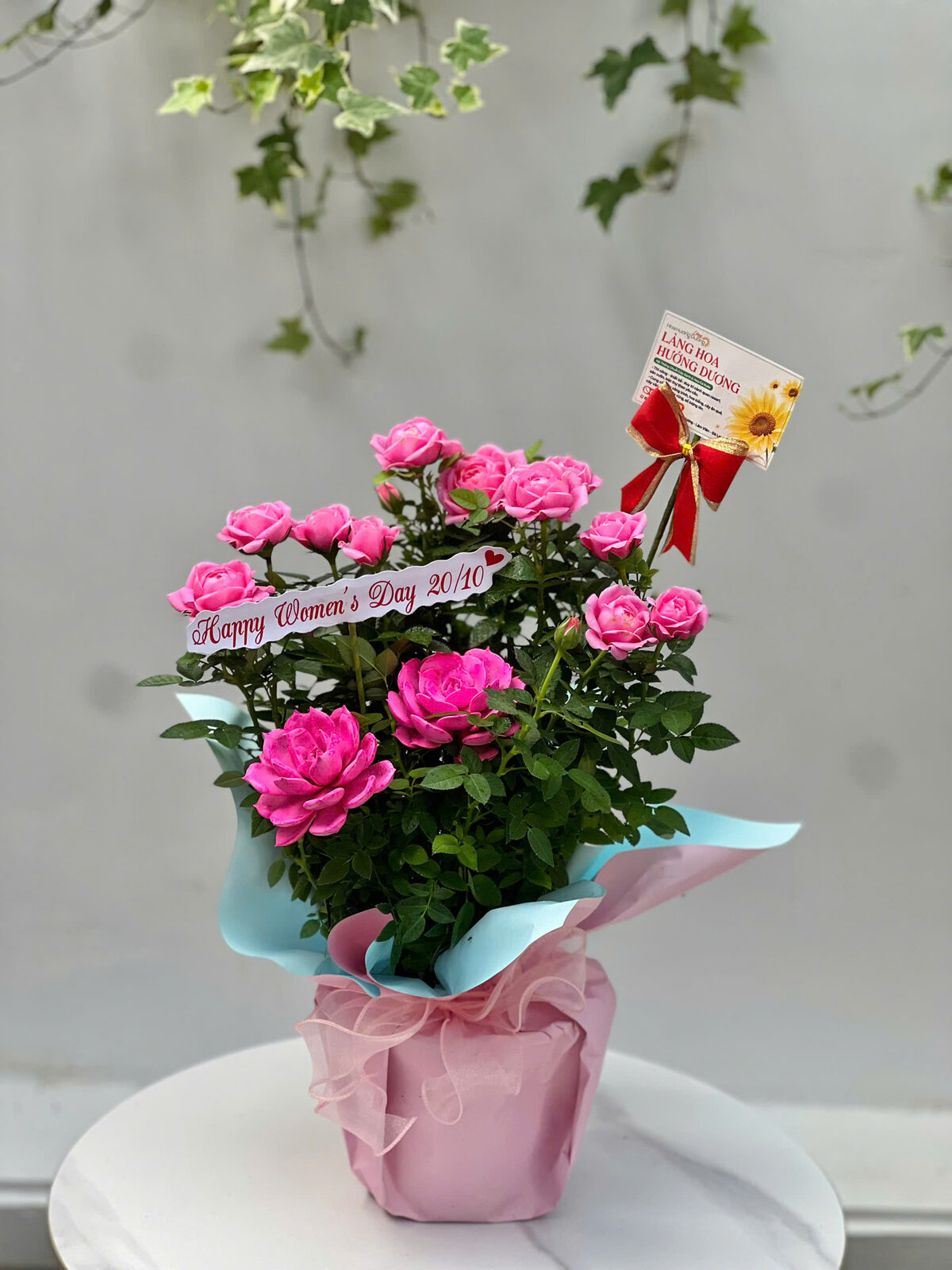 Hồng Tỉ Muội Hồng Gói Giấy Hồng Xanh