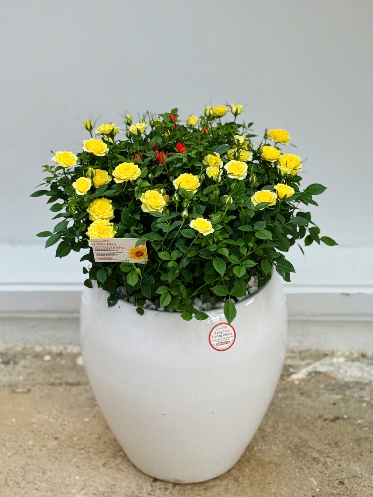 Hồng Tỉ Muội Vàng Chậu Sứ Trắng