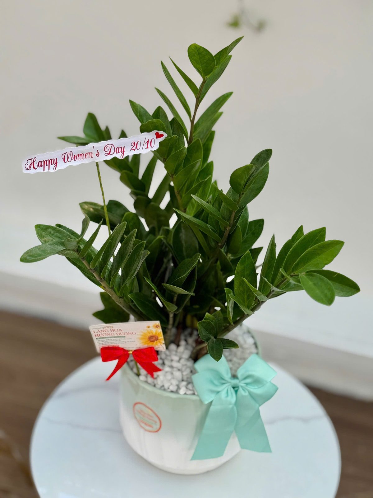Kim Tiền Chậu Sứ Xanh Mint Nơ Xanh Ngọc
