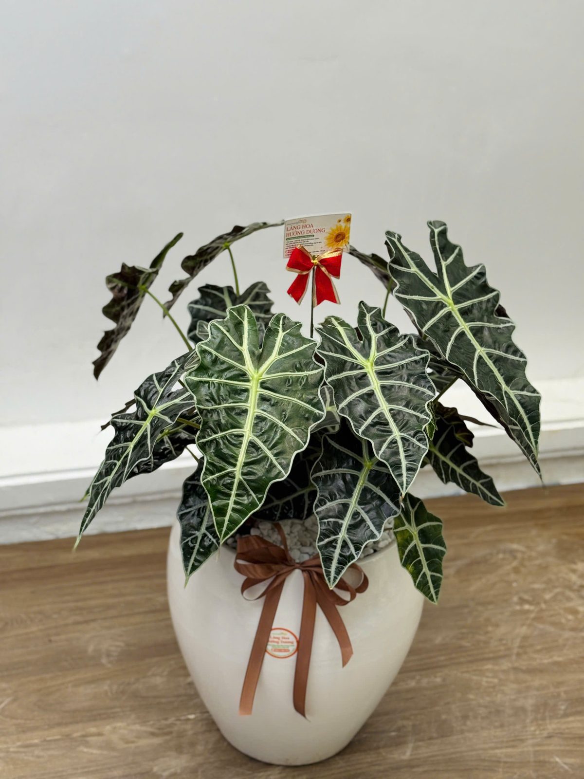 Môn Alocasia Amazonica Chậu Sứ Kem Nơ Nâu