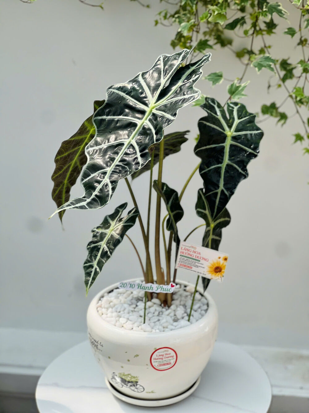 Môn Alocasia Amazonica Chậu Sứ Trắng