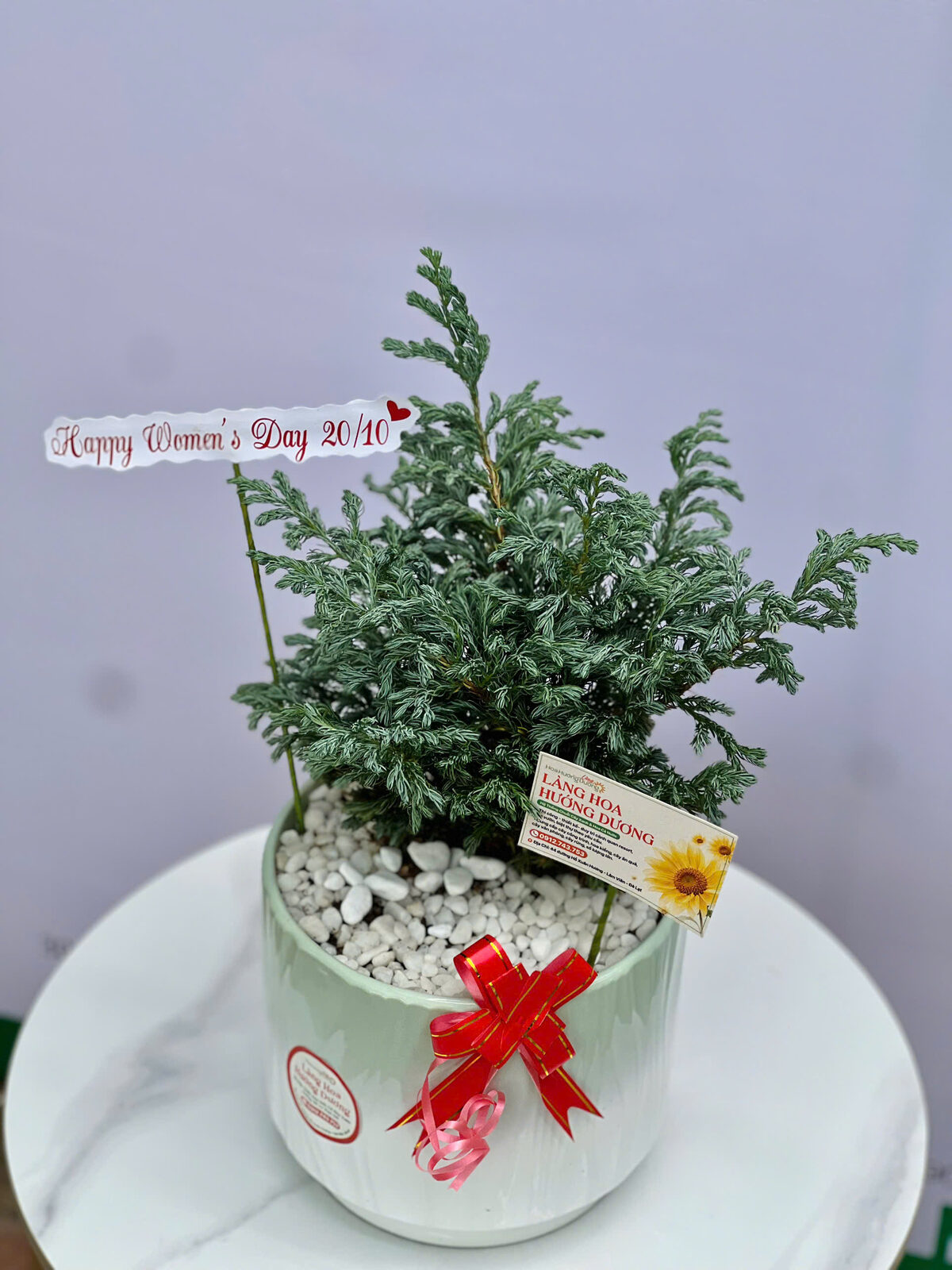 Tùng Bạc Chậu Sứ Xanh Mint