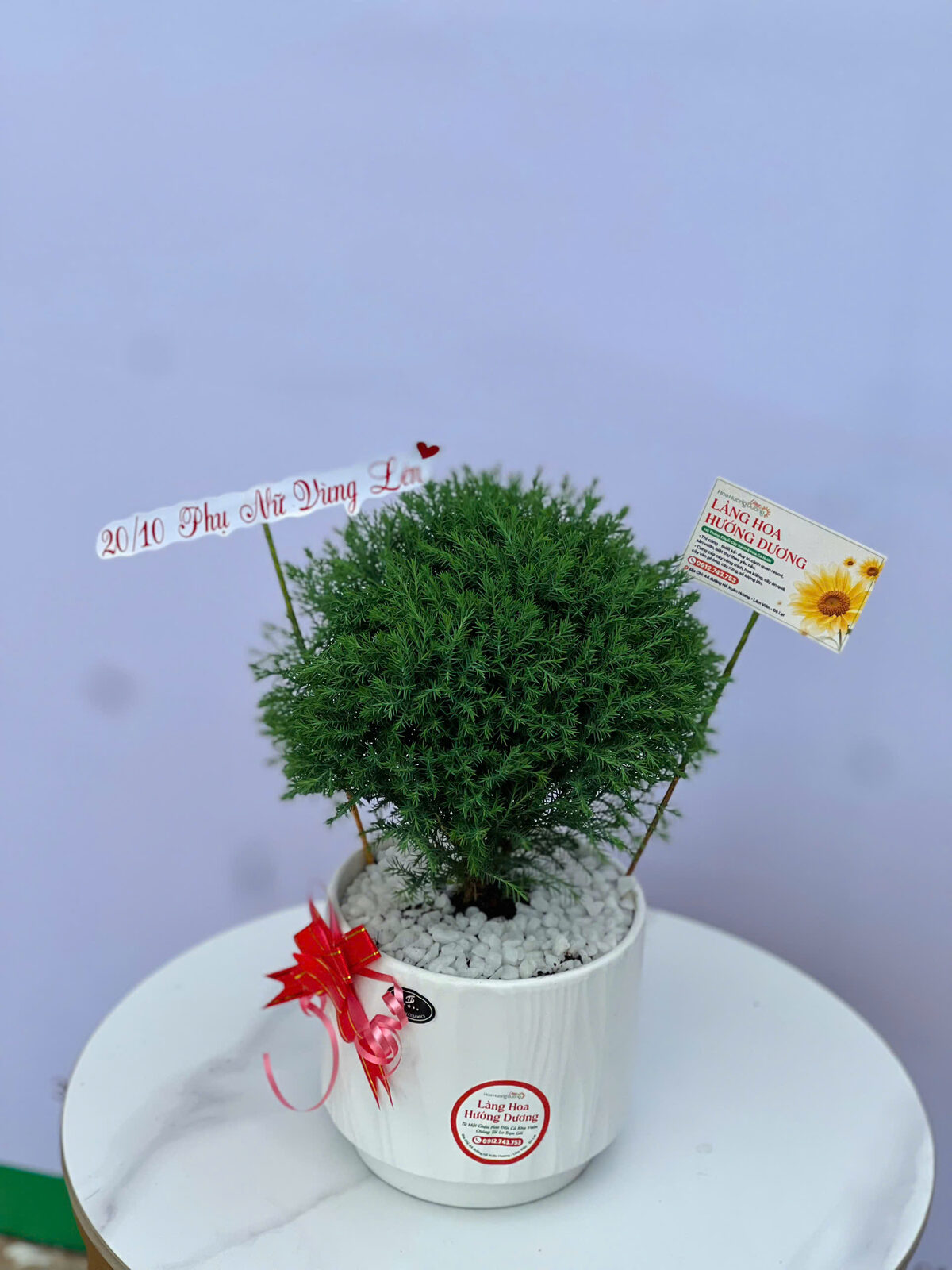 Tùng Cầu Mini Chậu Sứ Trắng Sọc