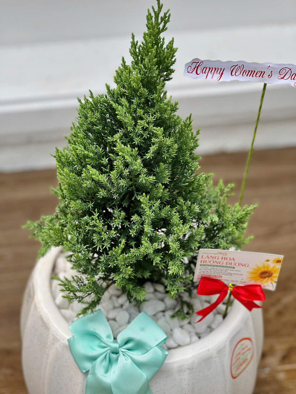 Tùng Kim Chậu Sứ Bí Trắng Nơ Xanh Ngọc