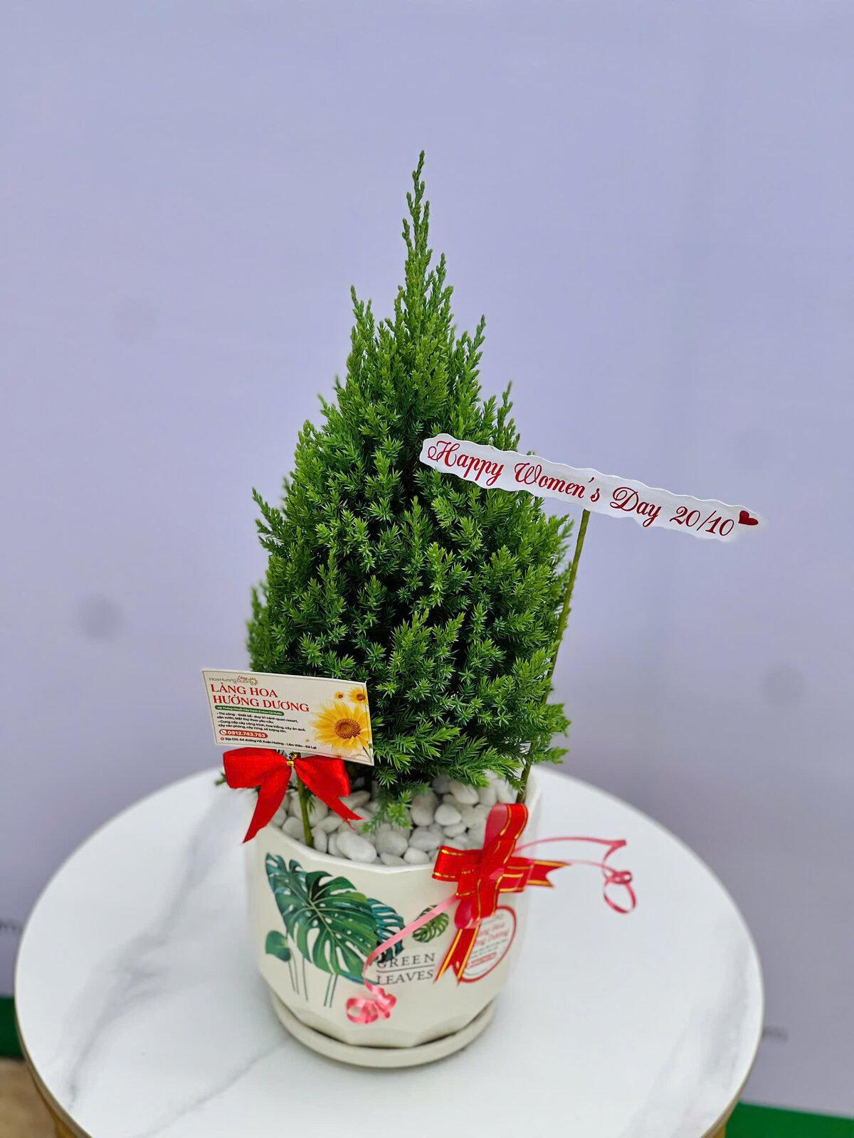Tùng Tháp Mini Chậu Sứ Họa Tiết Lá