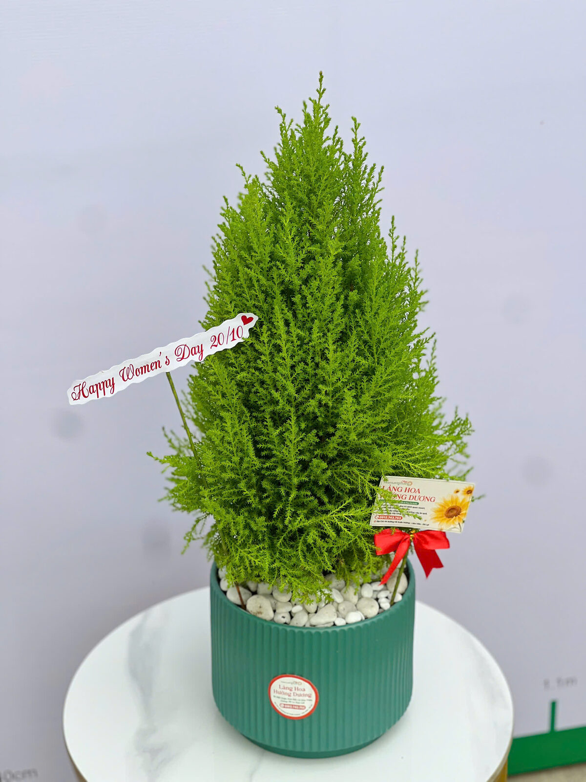 Tùng Thơm Chậu Sứ Xanh Ngọc Sọc